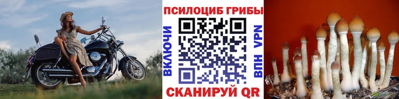 Псилоцибиновые грибы Psilocybe  Раменское 